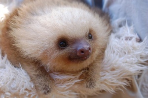 sloth 2